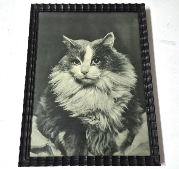 Vintage ingelijste zwart-witfoto van een Maine Coon-kat