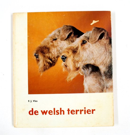 Welsh terrier - Vles