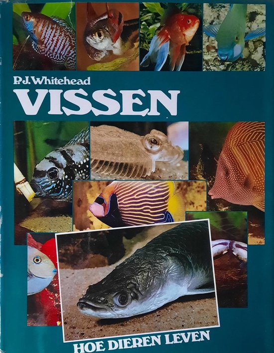 Vissen - Whitehead