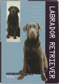 Labrador Retriever - KOLEKTIV