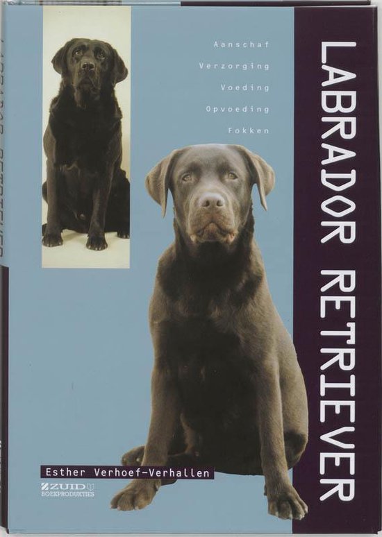 Labrador Retriever - KOLEKTIV