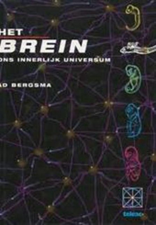 Het brein - A. Bergsma