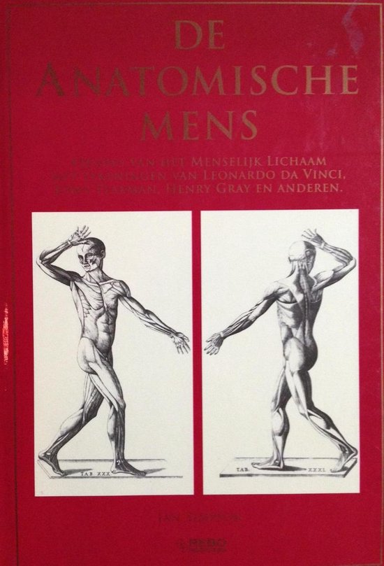 ANATOMISCHE MENS - Simpson I, Ireen Niessen
